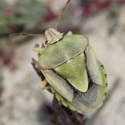 Antheminia lunulata